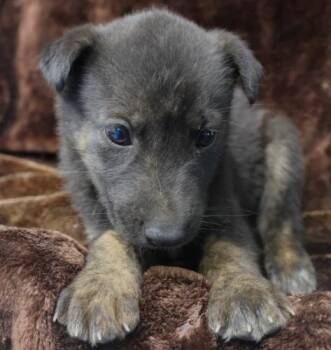 Sunny -  Shepherd Dog for Adoption in Thief River Falls, Minnesota - Sunny | PetCurious