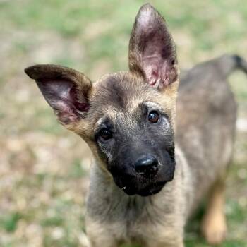 German Shepherd Dog Dogs Available for Adoption - Atom LLD | PetCurious