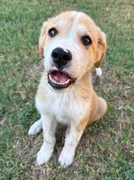 Archer -  Border Collie and Great Pyrenees Dog for Adoption in Shawnee, Oklahoma - Archer | PetCurious