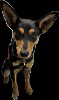 Miniature Pinscher Dogs Available for Adoption - Cooper | PetCurious