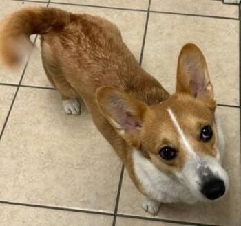 Cardigan Welsh Corgi Dogs Available for Adoption - Buttercup | PetCurious