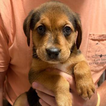 Phoenix -  Hound and Shepherd Dog for Adoption in Beulaville, North Carolina - Phoenix | PetCurious