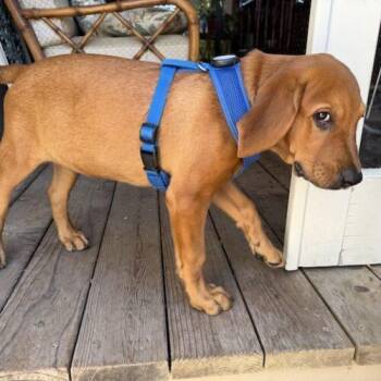BUCKEYE -  Labrador Retriever and Bloodhound Dog for Adoption in San Juan Capistrano, California - BUCKEYE | PetCurious