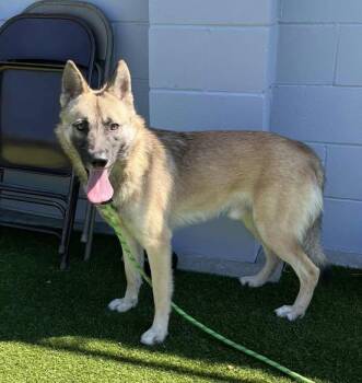 Rescue German Shepherd Dog Dogs for Adoption in Missoula, Montana - Teddy – The Goofy Wallflower With A Heart Of Gold | PetCurious