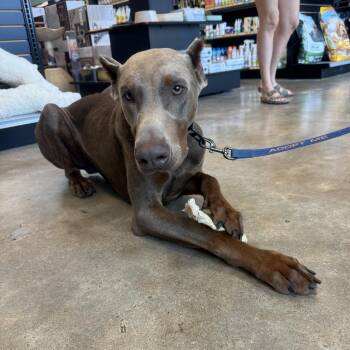 Calvin -  Doberman Pinscher Dog for Adoption in Pflugerville, Texas - Calvin | PetCurious