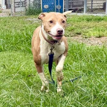 Keri -  Mixed Breed Dog for Adoption in Bennettsville, South Carolina - Keri | PetCurious