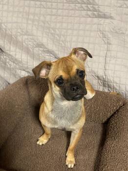 Rescue Chug Dogs for Adoption in Oakland, California - Squiggy | PetCurious