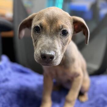 Parvati Shallow -  Mixed Breed Dog for Adoption in Columbia, South Carolina - Parvati Shallow | PetCurious