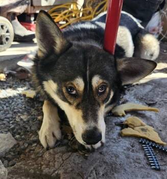 Siberian Husky Dogs Available for Adoption - SHILO | PetCurious