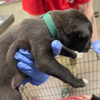 Mixed Breed Dogs Available for Adoption - Honey | PetCurious