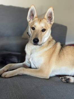 Rescue Husky and Yorkshire Terrier Dogs for Adoption in Garland, Texas - Maverick | PetCurious