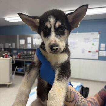 Moose -  Husky and Mixed Breed Dog for Adoption in Indianapolis, Indiana - Moose | PetCurious