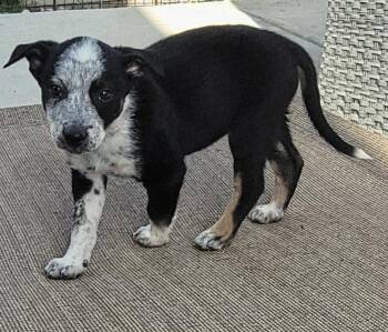 Australian Cattle Dog Blue Heeler and Shepherd Dogs Available for Adoption in Lafayette, Colorado - Brynn | PetCurious