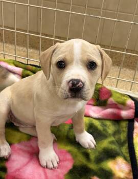 Boxer Dogs Available for Adoption in Kerrville, Texas - Stella | PetCurious