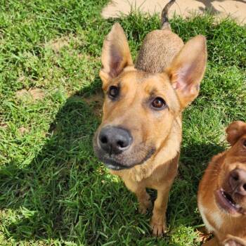 Dino -  Shepherd and Mixed Breed Dog for Adoption in Brownsboro, Alabama - Dino | PetCurious