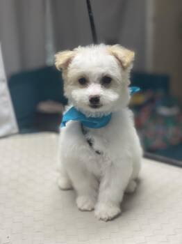 SodaPop -  Poodle and Maltipoo Dog for Adoption in Fresno, California - SodaPop | PetCurious