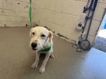 JOVIE -  Parson Russell Terrier Dog for Adoption in San Bernardino, California - JOVIE | PetCurious