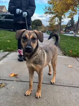 Rescue Mixed Breed Dogs for Adoption in Kitchener, Ontario - Zuma | PetCurious