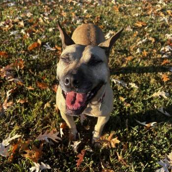 Deedee -  Mixed Breed Dog for Adoption in Chattanooga, Tennessee - Deedee | PetCurious