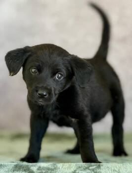 Great Pyrenees and Mixed Breed Dogs Available for Adoption in Warren, Michigan - Link | PetCurious