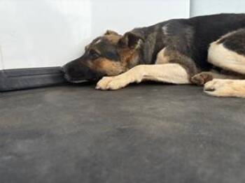 German Shepherd Dog Dogs Available for Adoption in Thousand Oaks, California - Shiree - URGENT AND AT RISK | PetCurious