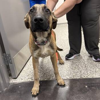 Moose -  Mixed Breed Dog for Adoption in Morganton, North Carolina - Moose | PetCurious