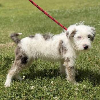 Poodle Dogs Available for Adoption in Locust Fork, Alabama - Royce | PetCurious