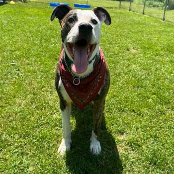 Rescue Pit Bull Terrier Dogs for Adoption in Muskegon, Michigan - Snoopy | PetCurious