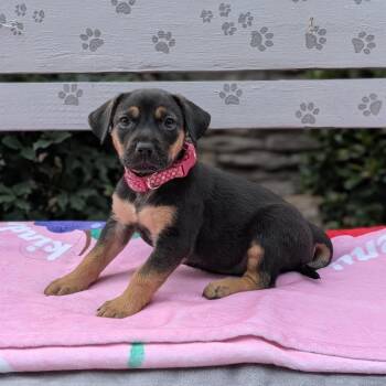 Glinda 01-1620 -  Black And Tan Coonhound and Australian Shepherd Dog for Adoption in Covington, Georgia - Glinda 01-1620 | PetCurious