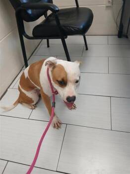 Bianca -  Mixed Breed Dog for Adoption in Largo, Florida - Bianca | PetCurious