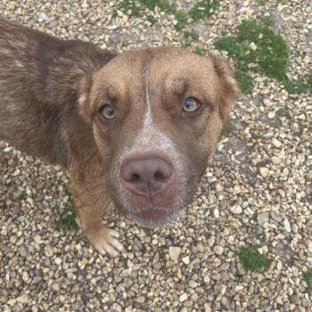 Retriever and Australian Shepherd Dogs Available for Adoption - Claudia | PetCurious