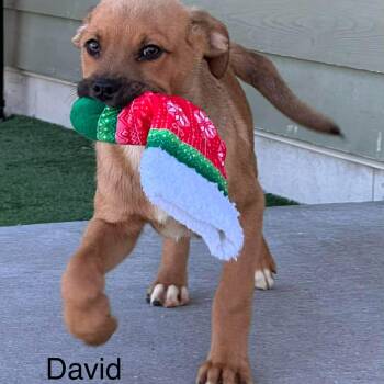 Shepherd Dogs Available for Adoption in Lisle, Ontario - David | PetCurious