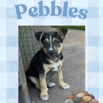 Pebbles -  Terrier and Labrador Retriever Dog for Adoption in Orangevale, California - Pebbles | PetCurious