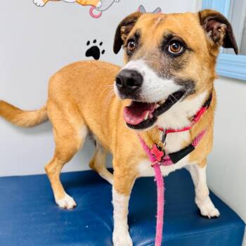 Angie -  Terrier Dog for Adoption in Lebanon, Missouri - Angie | PetCurious