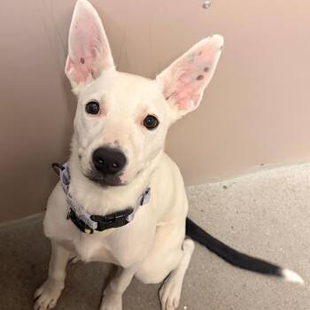 Potato -  Mixed Breed Dog for Adoption in Murray, Utah - Potato | PetCurious