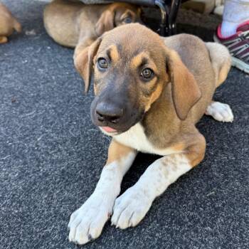 Raven Pup: Rooney -  Doberman Pinscher and Mixed Breed Dog for Adoption in Falls Church, Virginia - Raven Pup: Rooney | PetCurious