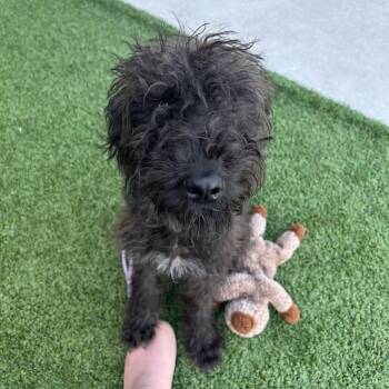 Nerf Herder -  Poodle and Mixed Breed Dog for Adoption in Matteson, Illinois - Nerf Herder | PetCurious