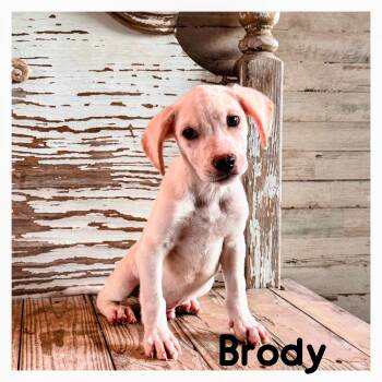 Brody -  Labrador Retriever Dog for Adoption - Brody | PetCurious