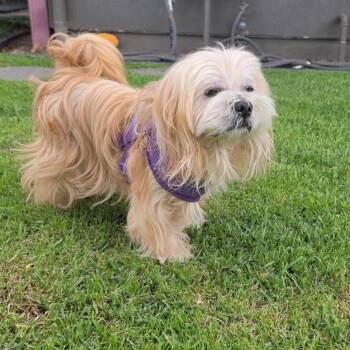 Toshi -  Lhasa Apso Dog for Adoption in Keaau, Hawaii - Toshi | PetCurious