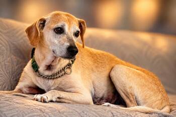 Luke -  Hound Dog for Adoption in Indianapolis, Indiana - Luke | PetCurious