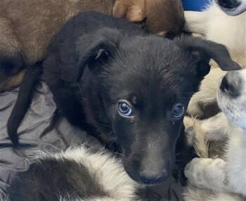 Mixed Breed Dogs Available for Adoption - ROMAN | PetCurious