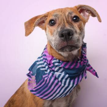 Rescue Mixed Breed Dogs for Adoption in Guaynabo, Guaynabo - ILumi | PetCurious