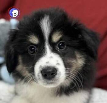 Great Pyrenees and Australian Shepherd Dogs Available for Adoption - Ottilie | PetCurious