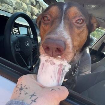 Rescue Australian Cattle Dog Blue Heeler Dogs for Adoption in Oregon, Wisconsin - Mickey | PetCurious