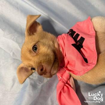 Sary -  Labrador Retriever Dog for Adoption in Washington, District Of Columbia - Sary | PetCurious