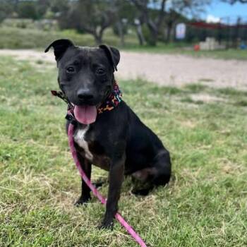Darlin -  American Staffordshire Terrier Dog for Adoption in Center Point, Texas - Darlin | PetCurious