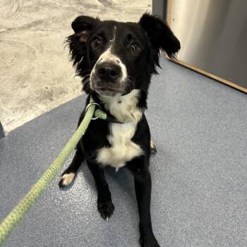 Drama -  Mixed Breed Dog for Adoption in Saint Joseph, Missouri - Drama | PetCurious