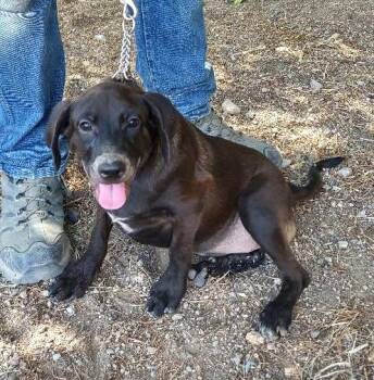 Rescue Black Labrador Retriever Dogs for Adoption in Golden Valley, Arizona - Salem | PetCurious
