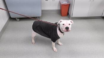 Boxer and Mixed Breed Dogs Available for Adoption - DUCKY | PetCurious