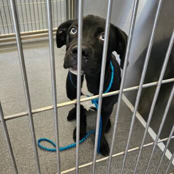 Labrador Retriever and Husky Dogs Available for Adoption in Montgomery, Alabama - Orion | PetCurious